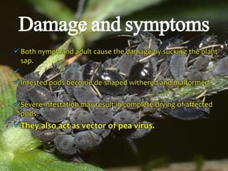 Both nymph and adult cause the damage by sucking the plant
sap.

Infested pods become de-shaped withered and malformed.
Severe infestation may result in complete drying of affected
pods.
They also act as vector of pea virus.
Damage and symptoms
 