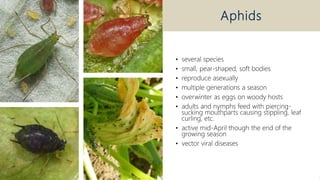 Pests of Pumpkins and Squash in Utah | PPT