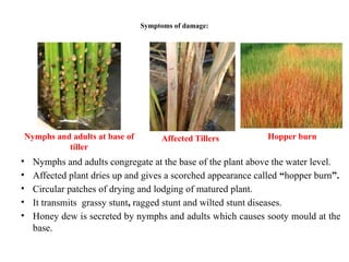 Important pests of rice and their management.ppt