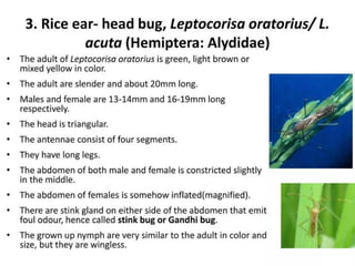 Pests Infested Rice Stem Important pests of rice and their management.ppt