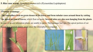 Pests of Rice: Damage, Identification, Life history, and Management.pptx