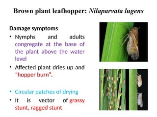 pests of rice, maize, cumbu and ragi.pptx