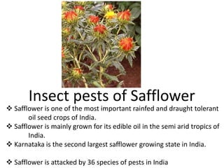 Insect pests of Safflower
 Safflower is one of the most important rainfed and draught tolerant
oil seed crops of India.
 Safflower is mainly grown for its edible oil in the semi arid tropics of
India.
 Karnataka is the second largest safflower growing state in India.
 Safflower is attacked by 36 species of pests in India
 