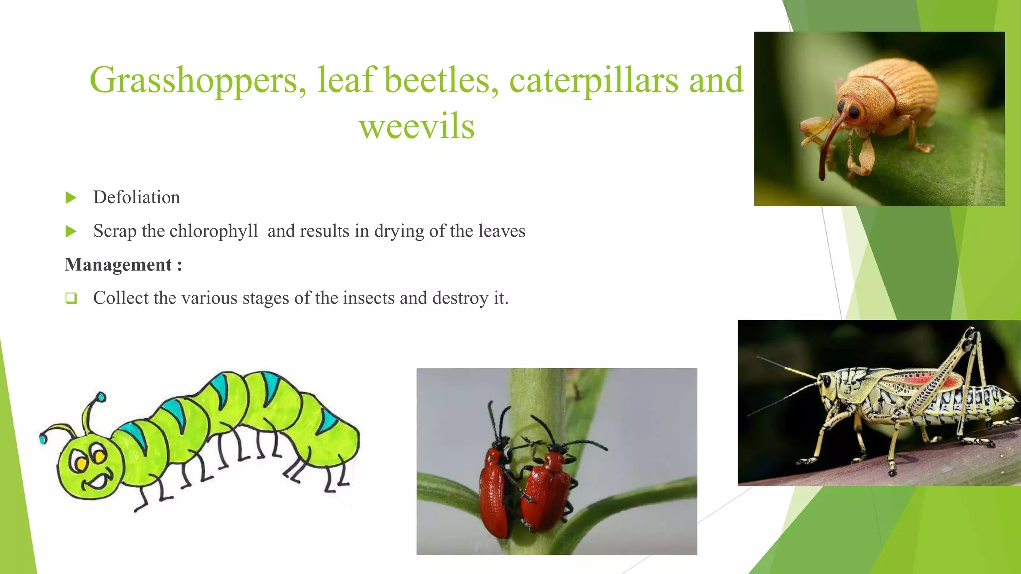 Pests of finger millet and pearl millet