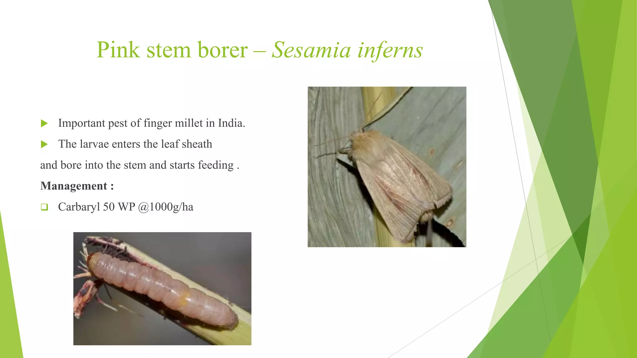 Pests of finger millet and pearl millet