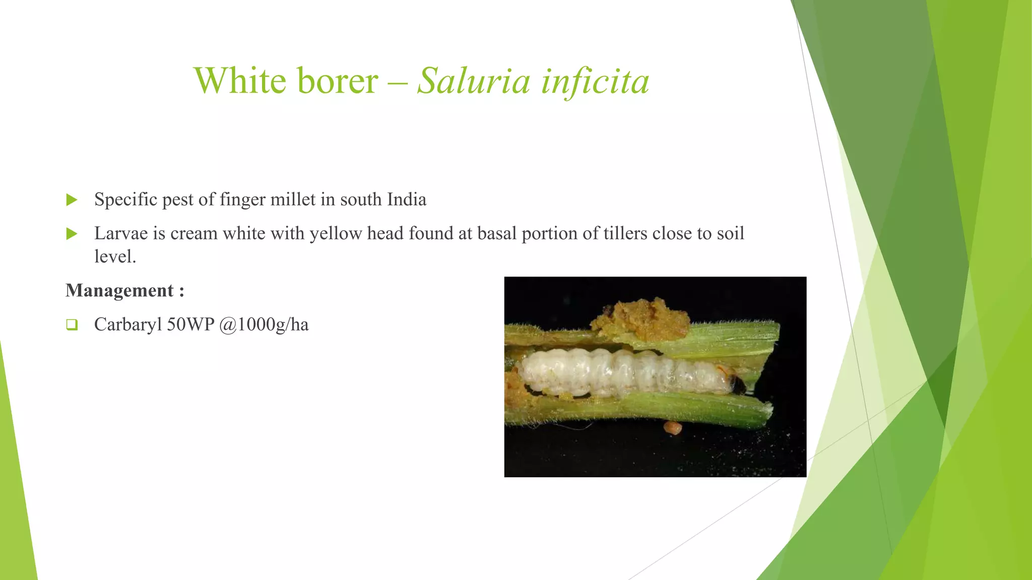 Pests of finger millet and pearl millet