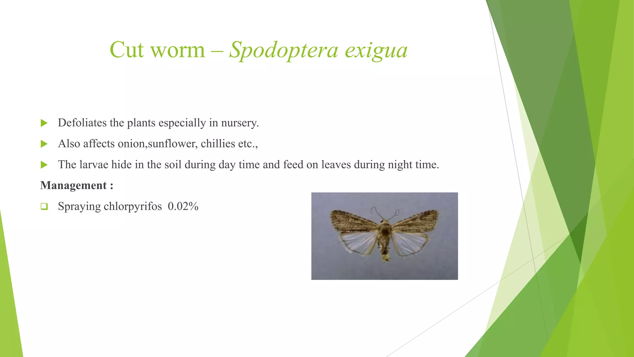 Pests of finger millet and pearl millet