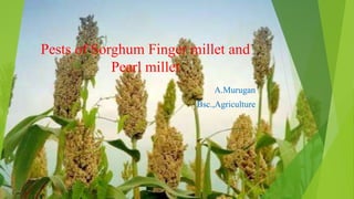 Pests of Sorghum Finger millet and
Pearl millet
A.Murugan
Bsc.,Agriculture
 