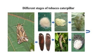 tobacco caterpillar in soybean Name of yellow colour pest? | Community Little “Cigars” On Soybean Leaves?