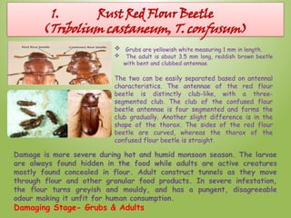 Insect pests of storage and their management | PPTX