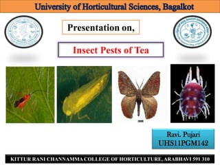 Presentation on,

                   Insect Pests of Tea




                                               Ravi. Pujari
                                              UHS11PGM142
                                                             1
KITTUR RANI CHANNAMMA COLLEGE OF HORTICULTURE, ARABHAVI 591 310
 