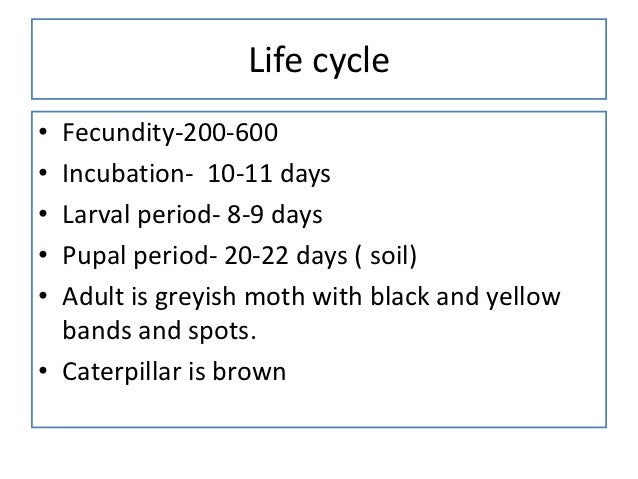 spider mite life cycle