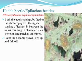 Hadda Insect Pests of tomato, Brinjal By MD. RAMAJN | PPTX
