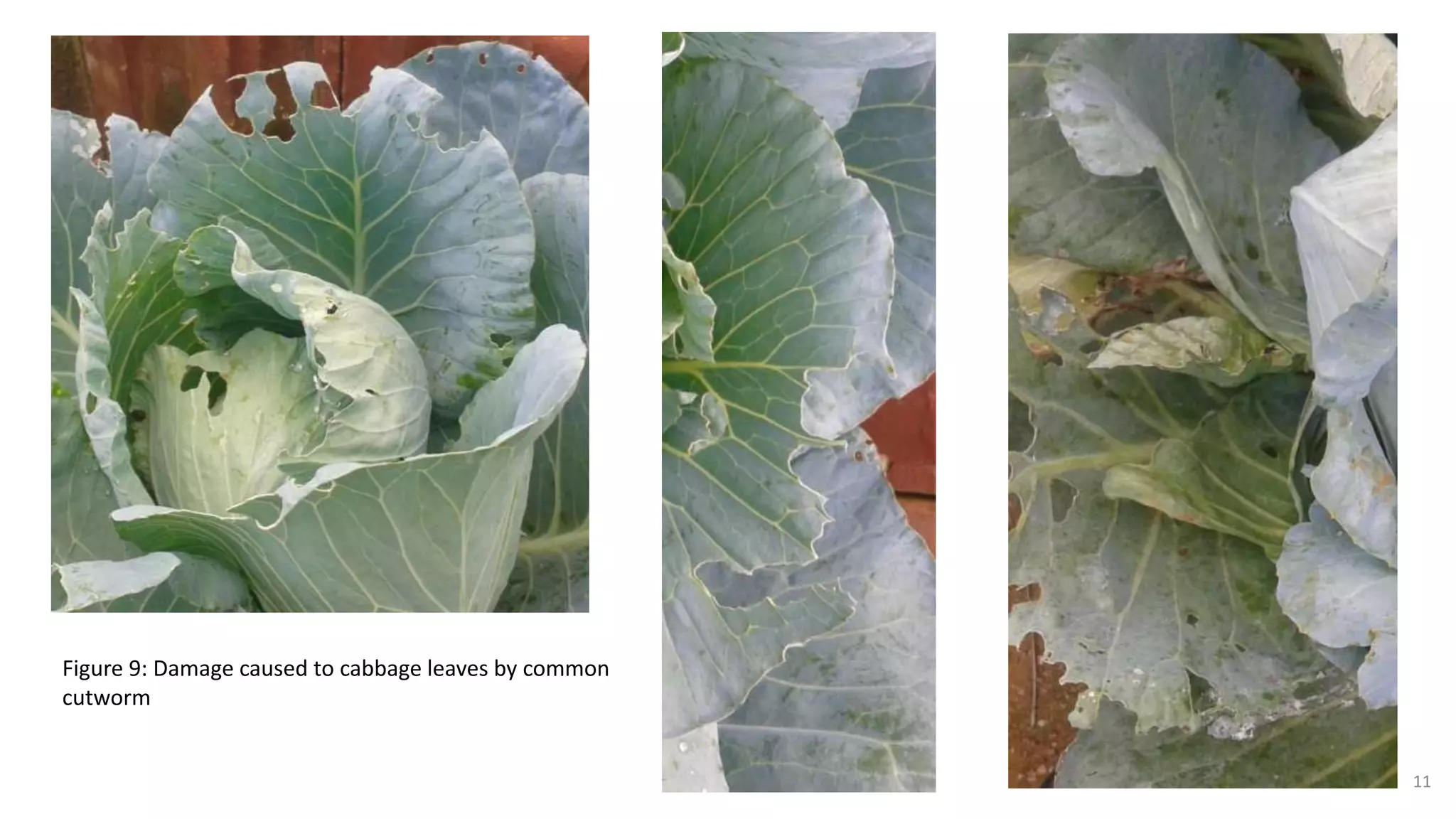 Pests of vegetable crops | PPTX