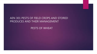 AEN 301 PESTS OF FIELD CROPS AND STORED
PRODUCES AND THEIR MANAGEMENT
PESTS OF WHEAT
 