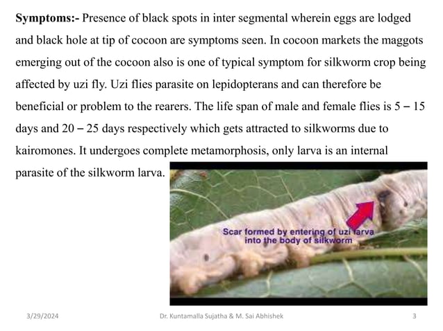 Pests & Predators which harm Silkworm growth PPTX Gardening Home