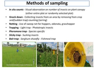 Netting Sampling Method Pest Survey and Surveillance.pptx