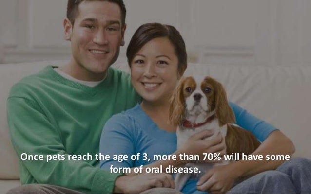 Pet Dental Care in Chicago - Metropolitan Veterinary Center