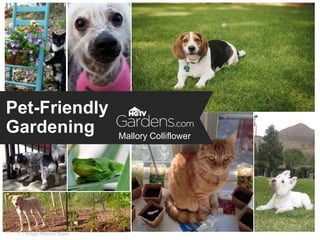 | Scripps Networks Digital1
Pet-Friendly
Gardening Mallory Colliflower
 