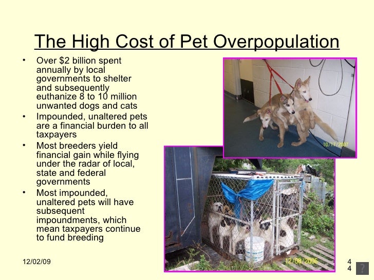 Pet Overpopulation, Politics And Mandatory Sterilization Spay Usa
