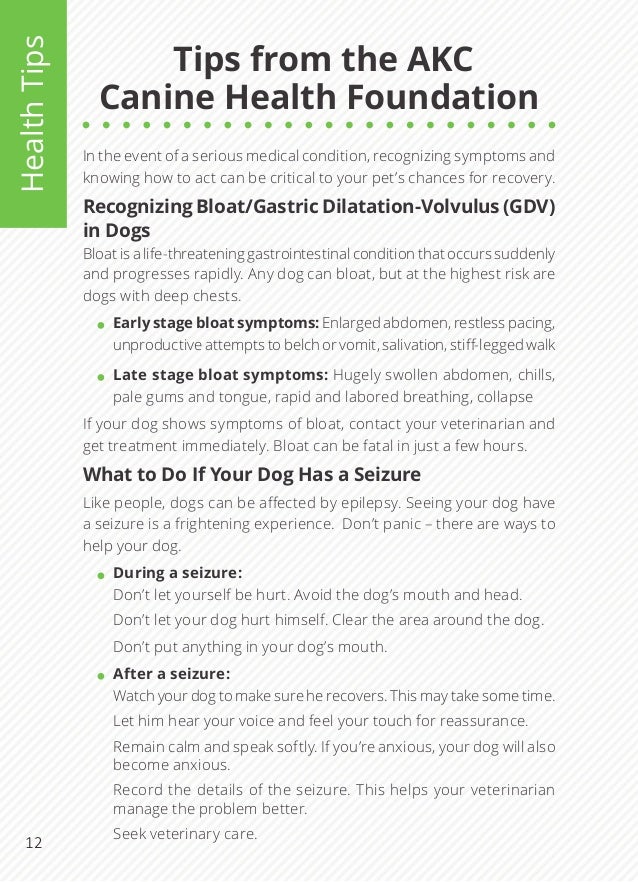 Pet Safety Handbook by AKC Pet Insurance