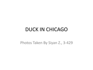 DUCK IN CHICAGO
Photos Taken By Siyan Z., 3-429
 