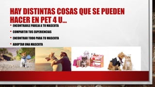 HAY DISTINTAS COSAS QUE SE PUEDEN
HACER EN PET 4 U…
• ENCONTRARLE PAREJA A TU MASCOTA
• COMPARTIR TUS EXPERIENCIAS
• ENCONTRAR TODO PARA TU MASCOTA
• ADOPTAR UNA MASCOTA
 