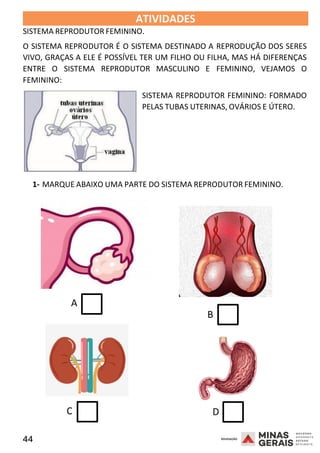 44 2008
2008
ATIVIDADES
SISTEMA REPRODUTOR FEMININO.
2008
O SISTEMA REPRODUTOR É O SISTEMA DESTINADO A REPRODUÇÃO DOS SERES
VIVO, GRAÇAS A ELE É POSSÍVEL TER UM FILHO OU FILHA, MAS HÁ DIFERENÇAS
ENTRE O SISTEMA REPRODUTOR MASCULINO E FEMININO, VEJAMOS O
FEMININO:
SISTEMA REPRODUTOR FEMININO: FORMADO
PELAS TUBAS UTERINAS, OVÁRIOS E ÚTERO.
1- MARQUE ABAIXO UMA PARTE DO SISTEMA REPRODUTOR FEMININO.
A
B
C D
 
