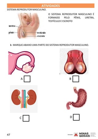 47 2008
ATIVIDADES
SISTEMA REPRODUTOR MASCULINO.
2008
O SISTEMA REPRODUTOR MASCULINO É
FORMADO PELO PÊNIS, URETRA,
TESTÍCULO E ESCROTO
1- MARQUE ABAIXO UMA PARTE DO SISTEMA REPRODUTOR MASCULINO.
A B
2008
C D
 
