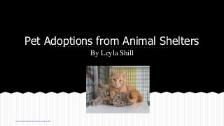 Pet Adoptions from Animal Shelters
By Leyla Shill
http://www.nafcanimalshelter.org/?p=1985
 
