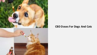 CBD Doses For Dogs And Cats
 