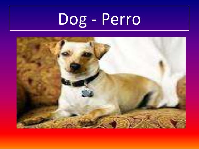 Pet animals english spanish