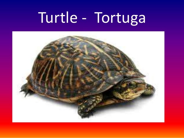 Pet animals english spanish