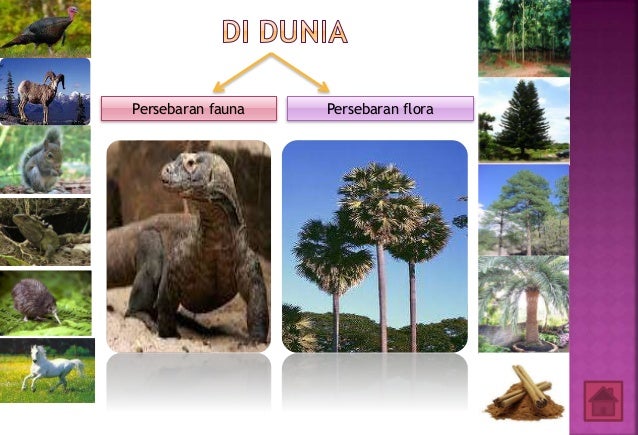 Peta persebaran flora fauna-geografi XI IPS