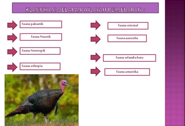 Peta persebaran flora fauna-geografi XI IPS