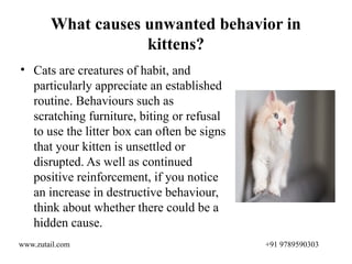 PET BEHAVIOR- EMOTIONS | Zutail pet grooming | PPTX