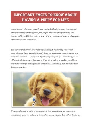 Important Facts To Know About
Having A Puppy For Life
As a new owner of a puppy you will soon realize that having a puppy is an amazing
experience as they are so different from people. They are very affectionate, kind,
tolerant and loyal. This interesting article will give you some insight as to why puppies
are such wonderful companions.
You will soon realize that your puppy will not base its relationship with you on
material things. Regardless of your early fears, you shall not be sorry for taking in a
puppy into your home. A puppy will definitely improve your life - no matter if you are
old or retired, if you are rich or poor or if you are a student or working. In addition,
they make wonderful and dependable companions. And some of them have also been
known to save lives.
If you are planning to retire, a new puppy will be a great idea as you should have
enough time, resources and energy to spend on raising a puppy. You will not be tied up
 