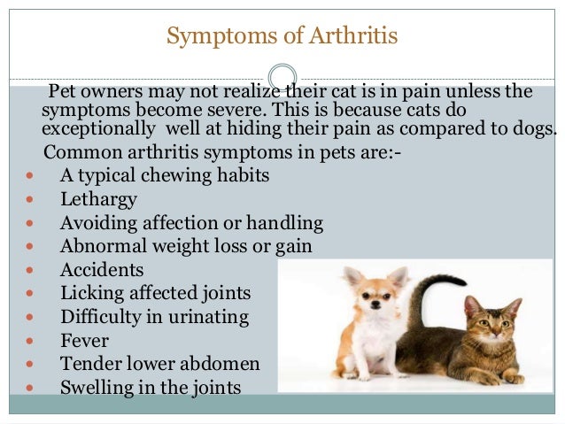 Medications for arthritis in dogs