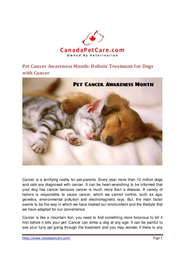 Pet cancer awareness month holistic treatment for dogs with cancer