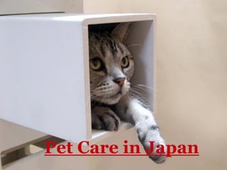 Pet Care in Japan
 