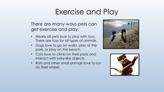 Exercise and Play
There are many ways pets can
get exercise and play:
• Nearly all pets love to play with toys.
There are toys for all types of animals.
• Dogs love to go on walks, play at the
park, or play on the beach.
• Cats love to climb on their posts and
interact with prey-like objects.
• Rats and other small animals love to run
on their wheel.
 