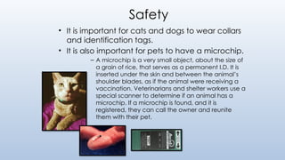 Safety
• It is important for cats and dogs to wear collars
and identification tags.
• It is also important for pets to have a microchip.
– A microchip is a very small object, about the size of
a grain of rice, that serves as a permanent I.D. It is
inserted under the skin and between the animal’s
shoulder blades, as if the animal were receiving a
vaccination. Veterinarians and shelter workers use a
special scanner to determine if an animal has a
microchip. If a microchip is found, and it is
registered, they can call the owner and reunite
them with their pet.
 