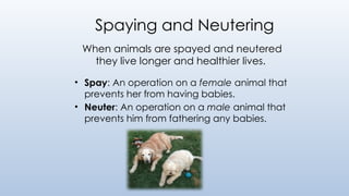Spaying and Neutering
When animals are spayed and neutered
they live longer and healthier lives.
• Spay: An operation on a female animal that
prevents her from having babies.
• Neuter: An operation on a male animal that
prevents him from fathering any babies.
 