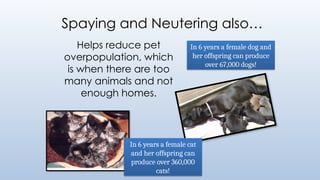 Spaying and Neutering also…
Helps reduce pet
overpopulation, which
is when there are too
many animals and not
enough homes.
In 6 years a female cat
and her offspring can
produce over 360,000
cats!
In 6 years a female dog and
her offspring can produce
over 67,000 dogs!
 