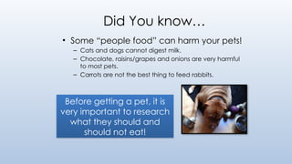 Did You know…
• Some “people food” can harm your pets!
– Cats and dogs cannot digest milk.
– Chocolate, raisins/grapes and onions are very harmful
to most pets.
– Carrots are not the best thing to feed rabbits.
Before getting a pet, it is
very important to research
what they should and
should not eat!
 