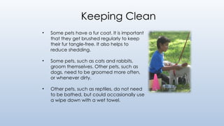 Keeping Clean
• Some pets have a fur coat. It is important
that they get brushed regularly to keep
their fur tangle-free. It also helps to
reduce shedding.
• Some pets, such as cats and rabbits,
groom themselves. Other pets, such as
dogs, need to be groomed more often,
or whenever dirty.
• Other pets, such as reptiles, do not need
to be bathed, but could occasionally use
a wipe down with a wet towel.
 