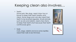 Keeping clean also involves…
• Teeth:
Some pets, like dogs, need chew toys or
bones to keep their teeth healthy and
clean. Some dogs and cats also need their
teeth to be brushed regularly. Small animals,
such as rats and rabbits, need chew items
to keep their teeth short because their teeth
continuously grow.
• Nails:
Cats, dogs, rabbits and eve some reptiles
need their nails to be trimmed.
 