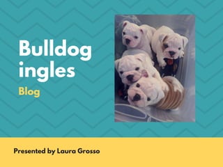 Bulldog
ingles
Blog
Presented by Laura Grosso
 