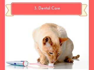 3. Dental Care
 
