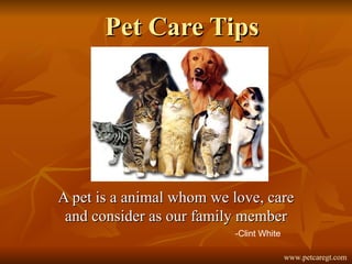 Pet Care Tips A pet is a animal whom we love, care and consider as our family member -Clint White www.petcaregt.com 